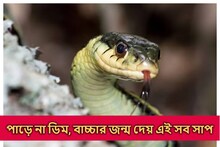 ডিম পাড়ে না, মানুষের মতো জন্ম দেয় বাচ্চার! ভারতেই আছে এমন বিষাক্ত সাপ, জানেন?