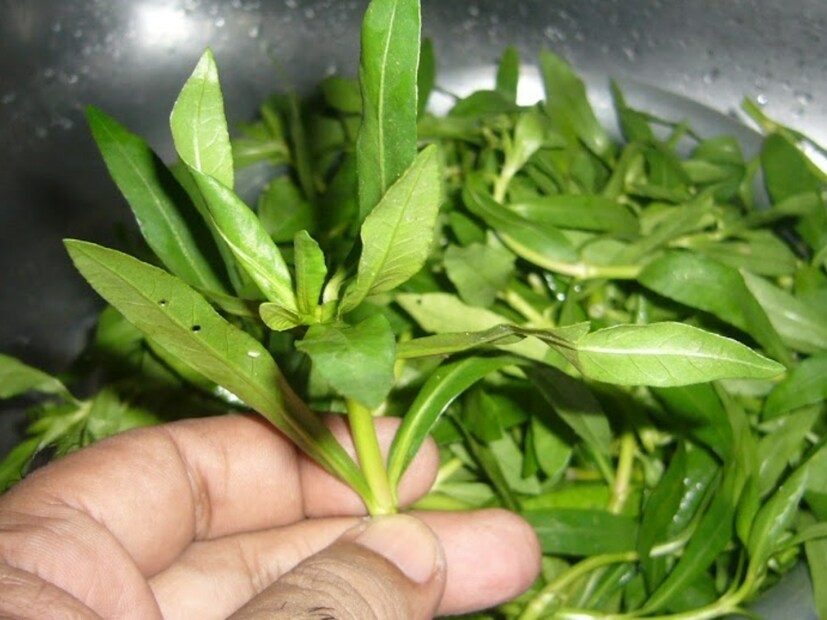 এর বৈজ্ঞানিক নাম Enhydra fluctuans যা Asteraceae পরিবারভুক্ত। এর ইংরেজি নাম Common Enhydra, Buffalo spinach, Cress ইত্যাদি। তবে অনেকে একে ইংরেজিতেও Helencha বলে থাকে।