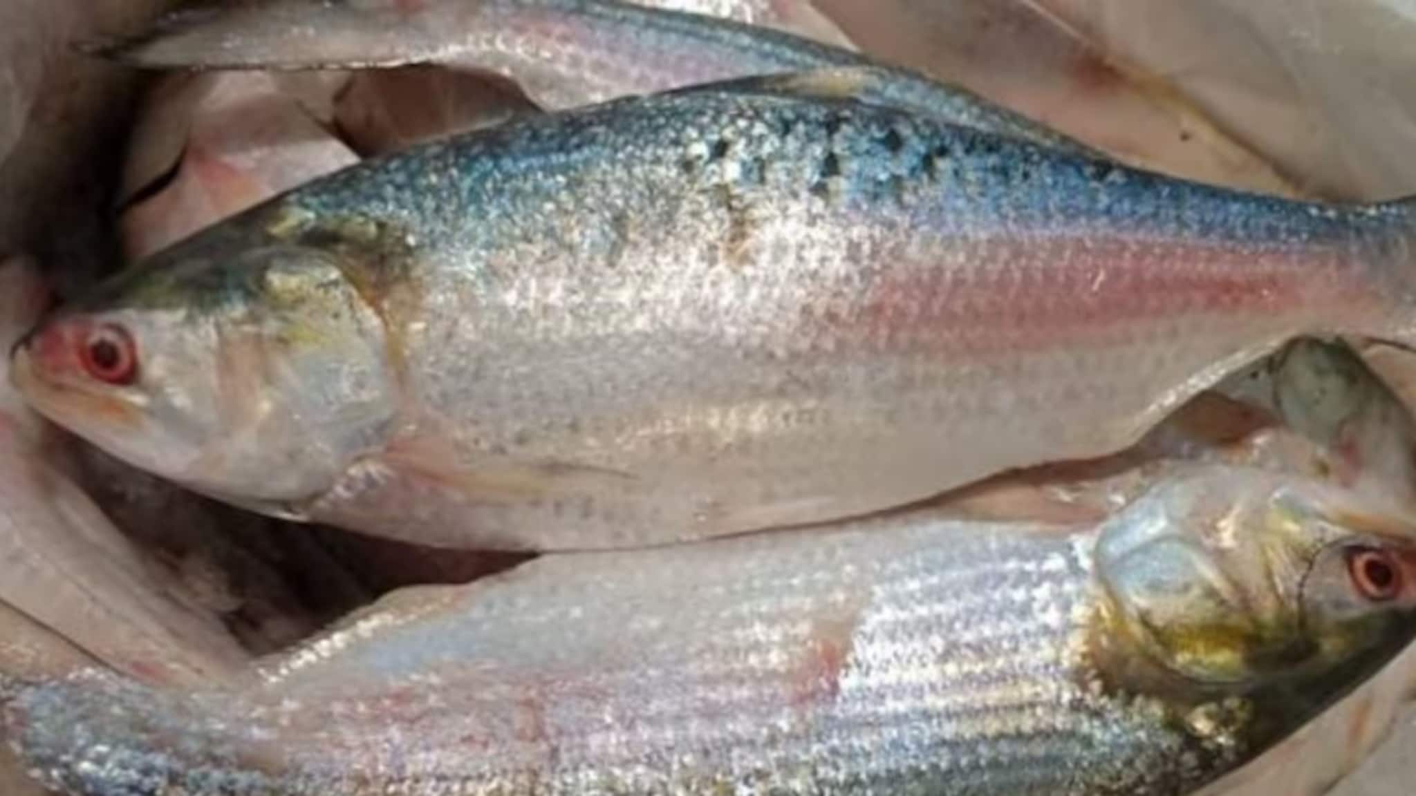 জোড়া ইলিশ খাওয়ার চল? দেখুন বাজারে কত দাম যাচ্ছে ইলিশের