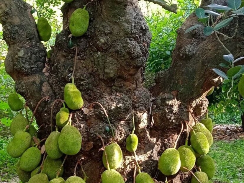 এঁচোড়ে আছে ভিটামিন এ৷ দৃষ্টিশক্তি ভাল রাখে এই উপাদান৷ রেটিনার ক্ষতি রোধ করার পাশাপাশি চোখের সার্বিক স্বাস্থ্যেরও খেয়াল রাখে৷