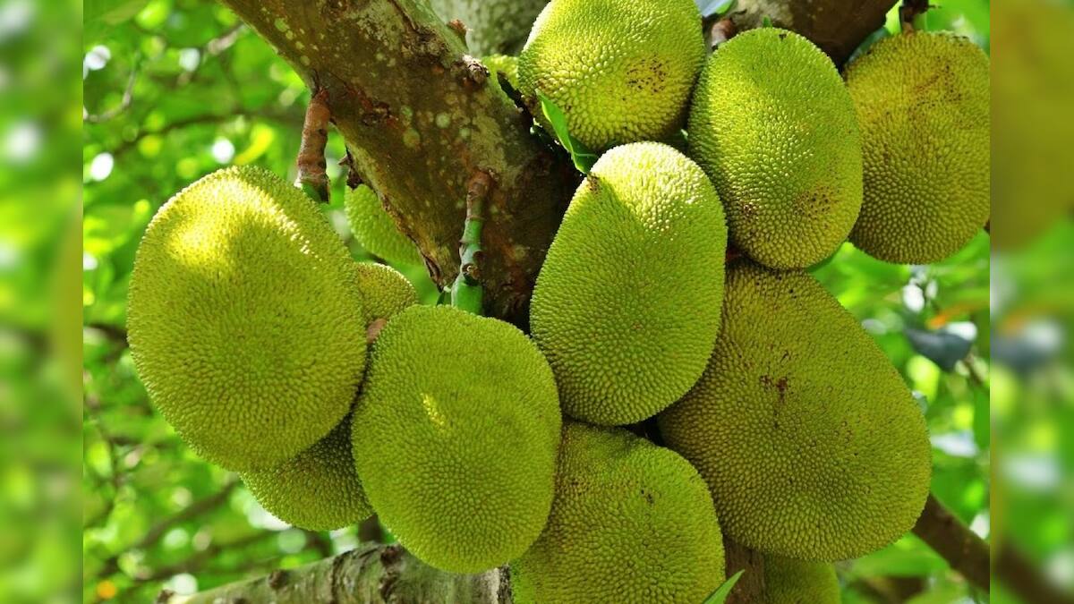 Vastu Tips কাঁঠাল গাছে সমস্যা! বাস্তু মতে বা বিজ্ঞানমতে জানুন কাঁঠাল