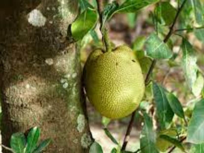 হজমশক্তি বাড়িয়ে পেটে্র স্বাস্থ্য ভাল রাখে এঁচোড়৷ অ্যান্টি অক্সিড্যান্ট বলিরেখা কমিয়ে ত্বকের উজ্জ্বলতা বাড়িয়ে তোলে৷