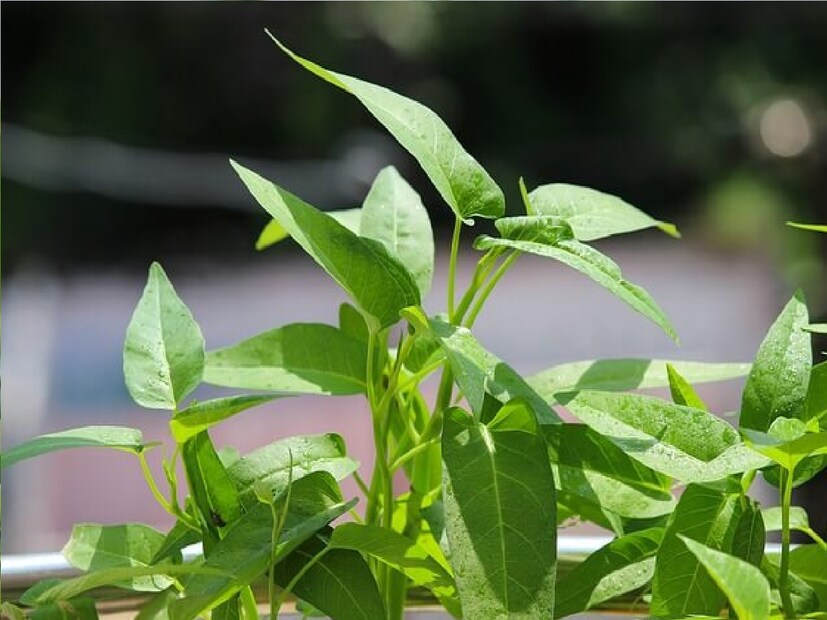 *বাজারে পাওয়া সবচেয়ে পরিচিত শাকের একটি হল কলমি। এটি নানা পুষ্টিগুণে ভরপুর। অন্যান্য শাকের ভিড়ে এই শাক খুব একটা কদর পায় না। অবহেলিত এই শাকই আপনার শরীরের নানা উপকার করতে পারে। সংগৃহীত ছবি। 