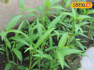 বাজারে গিয়ে আগে খুঁজে কিনুন, 'এই' শাকেই কাবু ক্যানসার-লিভারের অসুখ, ফেরায় যৌবন