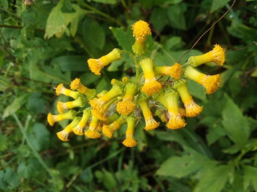 সত্যি বলতে কী, আমরা অনেকেই কেবল হাতে গোনা কিছু গাছ চিনি, আর জানি কিছু কিছুর নাম। আয়ুর্বেদিক ওষুধ তৈরিতে কাজে আসে, ব্যবহারও বহুল, এমনও কিছু ভেষজের নাম আমাদের জানা আছে। কিন্তু কুকরৌন্ধার সঙ্গে তেমন পরিচিতি নেই। অথচ এই কুকরৌন্ধাই ঠান্ডা লাগা, জ্বর, আলসার, অন্ত্রের প্রদাহ, পেটের ক্ষত, পাইলসের মতো গুরুতর রোগের জন্য কার্যকর।