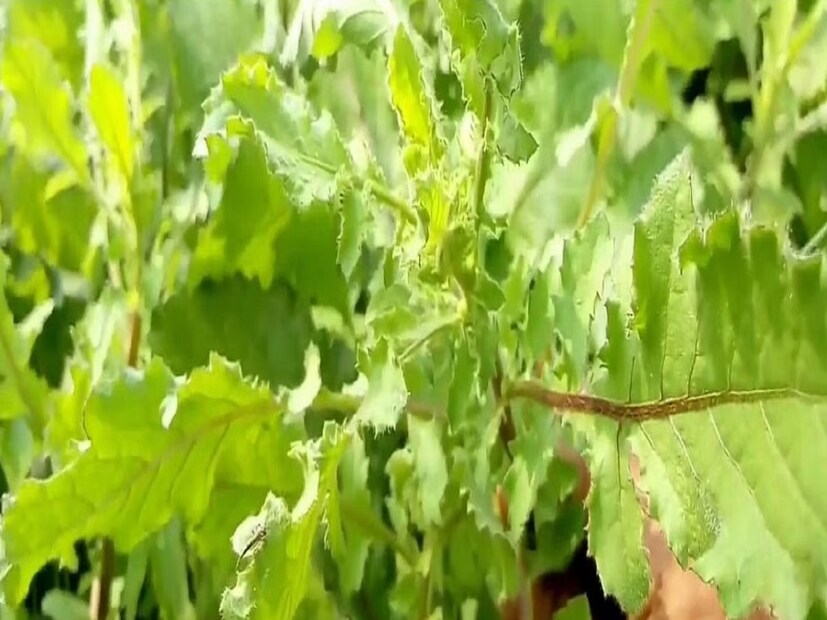 কুকরৌন্ধা এমন একটি উদ্ভিদ যা দেশের সর্বত্র পাওয়া যায়। এটি কেবল খামার, শস্যাগার এবং জঙ্গলেই নয়, বাড়ির আশেপাশের খালি জমিতেও পাওয়া যায়। এই গাছ এক থেকে দেড় ফুট পর্যন্ত লম্বা হয়। এর পাতা আকারে চওড়া ও প্রকারে নরম হয়। 