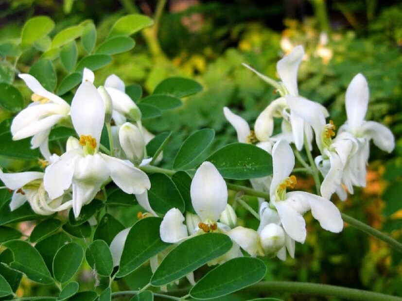 পাশাপাশি এই সময় হাম, বসন্তরোগের প্রাদুর্ভাব লক্ষ্য করা যায়। এই সমস্ত রোগের অব্যর্থ ওষুধ হিসেবে কাজ করে সজনে ফুল। পুষ্টিবিদ অভিজিৎ সেন মন্তব্য করেন, দেহে রোগ প্রতিরোধ ক্ষমতা উন্নত করতে সাহায্য করে এই ফুল। 