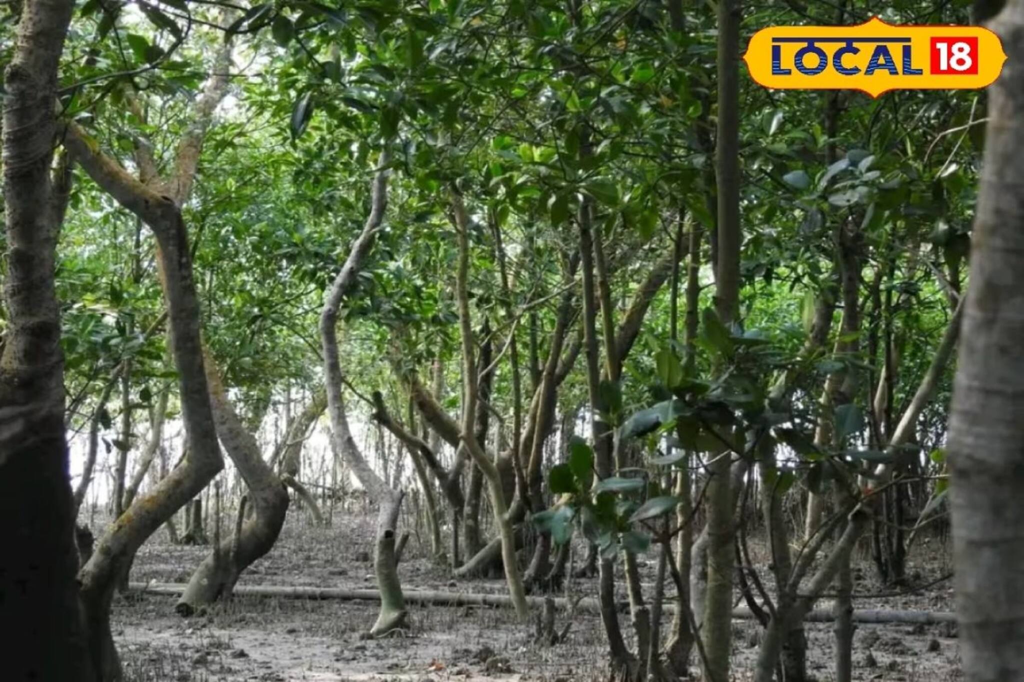 নদীগর্ভে তলাচ্ছে জঙ্গল! ধ্বংসের মুখে কাকদ্বীপের নিউ বকখালি