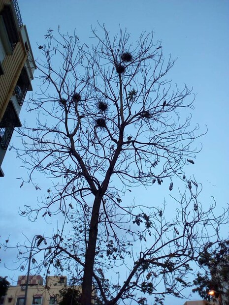 আবহাওয়া দফতরের পূর্বাভাস, আগামী ৩ দিন রাজ্যের সর্বত্র ২ থেকে ৩ ডিগ্রি সেলসিয়াস বাড়বে। তবে শীতের অনুভূতি ফিরবে কিনা, তার নিশ্চয়তা দেননি আবহবিদরা।