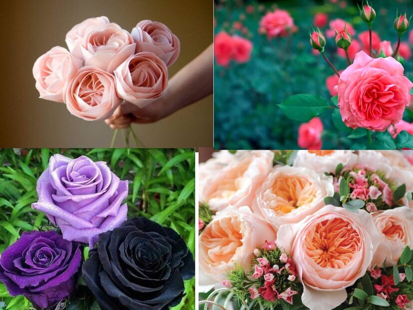 বসন্ত তো এসেই যাবে আর কয়েক দিন পরে। দিন-ক্ষণ মেনে বললে ঠিক ১৪ ফেব্রুয়ারি, ২০২৪ তারিখ থেকে। বাংলা পঞ্জিকা মতে ওটাই বসন্তের প্রথম দিন, তারিখ ১ ফাল্গুন। বসন্ত তো এসেই যাবে আর কয়েক দিন পরে। দিন-ক্ষণ মেনে বললে ঠিক ১৪ ফেব্রুয়ারি, ২০২৪ তারিখ থেকে। বাংলা পঞ্জিকা মতে ওটাই বসন্তের প্রথম দিন, তারিখ ১ ফাল্গুন।