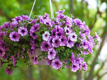 পিটুনিয়া ফুল ফুটছে না? ছোট্ট ২ কাজেই দ্বিগুণ ফুল শীতের পরও হবে পিটুনিয়াগাছে