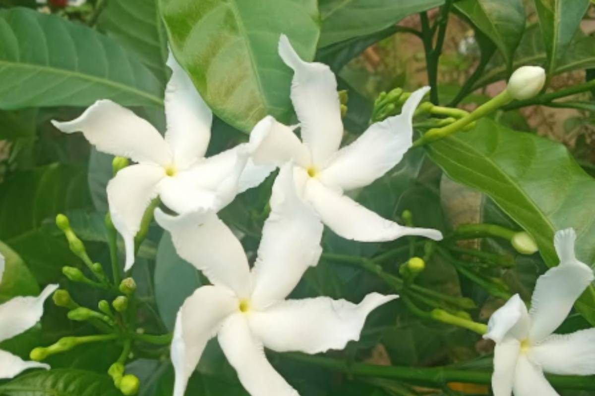 Tagar Flower or Crape Jasmine Plant Care: নিত্যপুজোয় অপরিহার্য টগরফুল ...