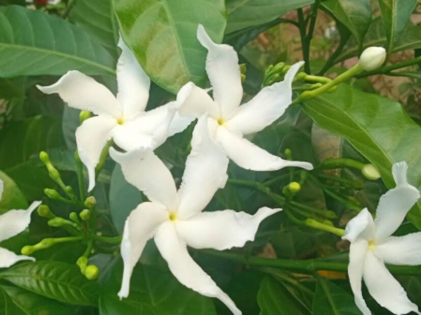 সার দেওয়ার ১৫ থেকে ১৮ দিন পর টগরগাছে প্রচুর কুঁড়ি ও ফুল আসবে।