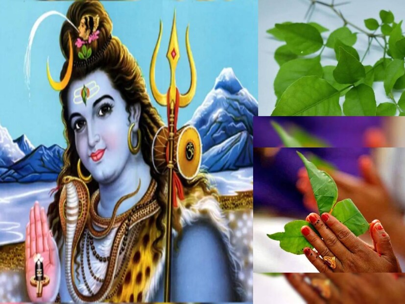 ফাল্গুনের বড় পার্বণ মহাশিবরাত্রি আসছে সামনেই। আগামী ৮ মার্চ পড়েছে এ বছরের মহাশিবরাত্রি। এই তিথিতে দেবাদিদেব মহাদেবের পুজোর অন্যতম উপকরণ বেলপাতা।