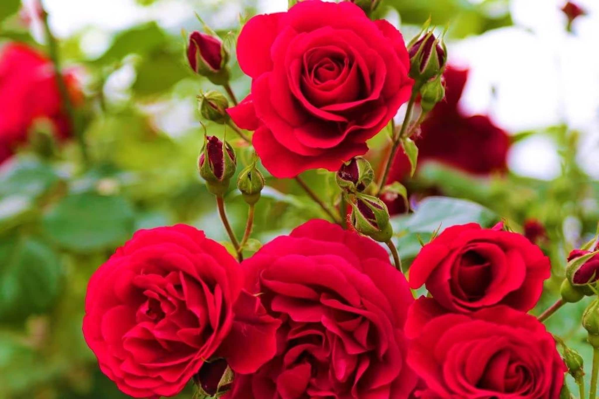 টাকা, সুখশান্তি উপচে পড়বে! শুধু আজ Rose Day-তে গোলাপের গাছ ও পাপড়ি রাখুন এভাবে