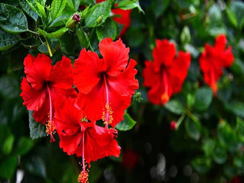 জবা গাছ বাড়িতে লাগালে বাবার সঙ্গে সম্পর্ক সবসময় ভাল থাকে। আপনার রাশিতে যদি সূর্যদোষ থাকে, তবে বাড়ির পূর্ব দিকে জবা গাছ লাগালে উপকার পেতে পারেন। এতে অবশ্যই দোষ দূর হয়৷ আপনি যদি  ফ্ল্যাটে থাকেন, তবে আপনি একটি পাত্রে জবাগাছ রোপণ করতে পারেন। এই গাছ বাড়ির বাতাস থেকে নেতিবাচক শক্তি দূর করে। বাস্তুশাস্ত্রে বলা হয়েছে যে যদি কারও মঙ্গল দুর্বল হয় বা বিবাহে দেরি হয়, তবে ঘরেজবা ফুল গাছ রোপণ করা শুভ বলে মনে করা হয়।