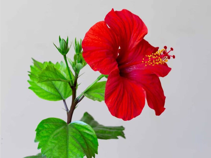 বাস্তু মতে, বাড়ির পূর্ব বা উত্তর দিকে জবা গাছ লাগানো শুভ বলে মনে করা হয়। পূর্ব দিক হল সূর্যের অভিমুখ এবং জবা ফুলের লাল রং সূর্যের প্রতিনিধিত্ব করে। তাই এই দিকে জবা গাছ লাগালে আপনার সঙ্গে সৌরশক্তি সর্বদা থাকে। উত্তর দিক হল দেবতাদের দিক। সুতরাং, আপনি যদি এটিতে একটি লাল ফুলের চারাগাছ লাগালে স্বর্গীয় কৃপা পান সংশ্লিষ্ট ব্যক্তি।