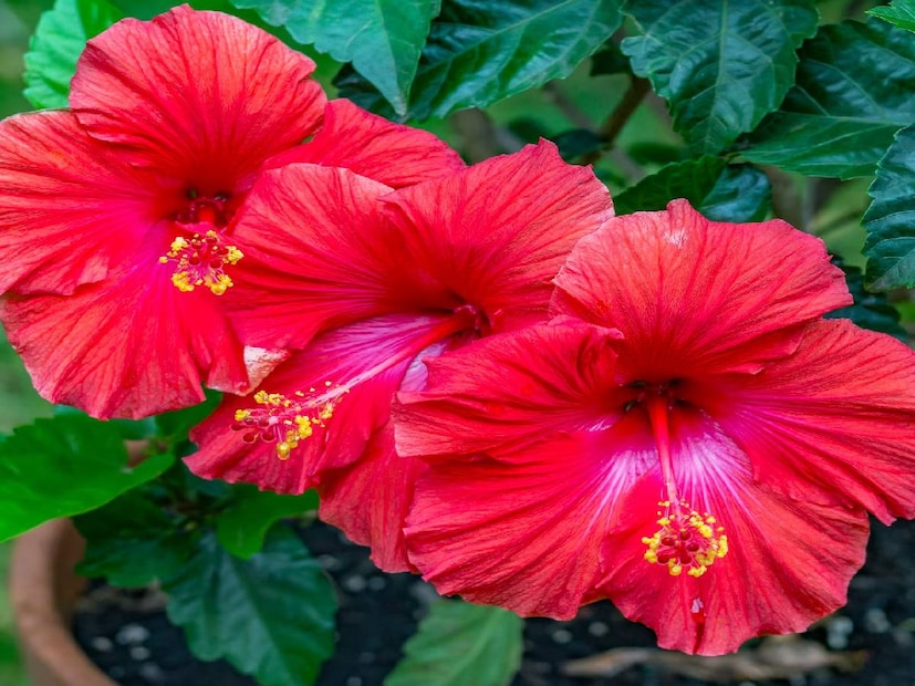 জ্যোতিষ বিশেষজ্ঞ হিতেন্দ্র কুমার শর্মা জানাচ্ছেন, লাল ফুল মা লক্ষ্মীর অত্যন্ত প্রিয়। এই রঙের ফুল সংসার থেকে সমস্ত নেতিবাচকতা দূর হয়। কোনও ব্যক্তি যদি দীর্ঘদিন ধরে আর্থিক সমস্যার সম্মুখীন হতে থাকেন এবং অনেক চেষ্টা করেও তাঁর আর্থিক অবস্থার উন্নতি না হয়, তাহলে তিনি তাঁর বাড়িতে অবশ্যই লাল জবা ফুলের গাছ লাগাতে পারেন। বাস্তু মতে, এতে তাঁর উপরে মা লক্ষ্মীর কৃপা বর্ষিত হবে। তাঁর পরিস্থিতির ধীরে ধীরে উন্নতি হতে থাকবে৷