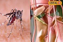 মশা, ব্যাঙ, দেখলেই গিলে ফেলে এই গাছ! ঘরে রাখলে কী হবে জানেন