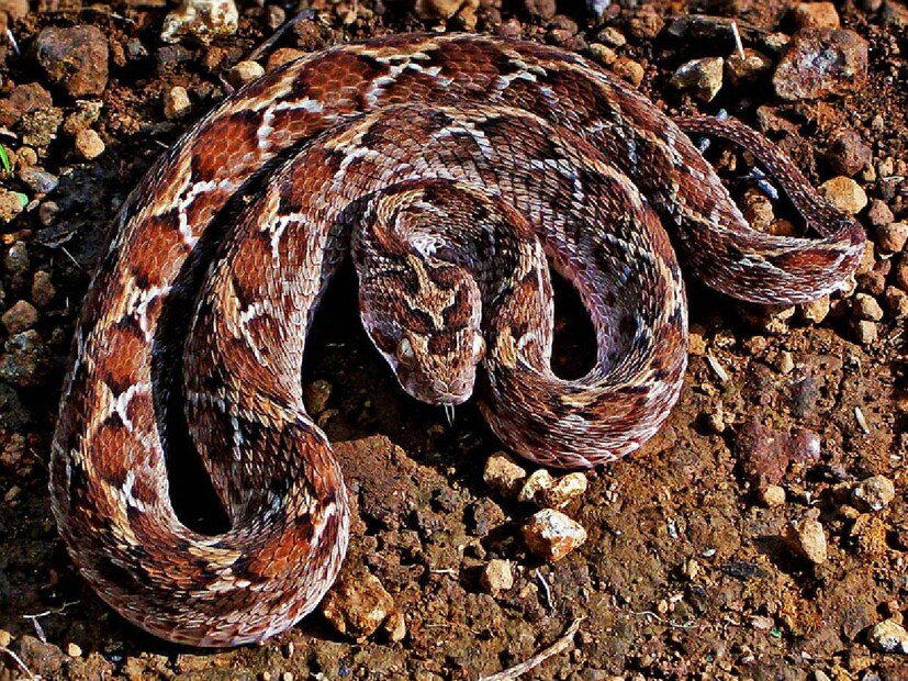 Russell's viper বছরের প্রথম দিকে সঙ্গম করে৷ ছ’মাস গর্ভকালের পরে মে থেকে নভেম্বর মাসের মধ্যে এরা বাচ্চা প্রসব করে৷ একবারে ২০-৪০টি বাচ্চা হয় এদের। ১০টা বাচ্চা প্রসব করতে এদের ২-৩ ঘণ্টা সময় লাগে৷ 