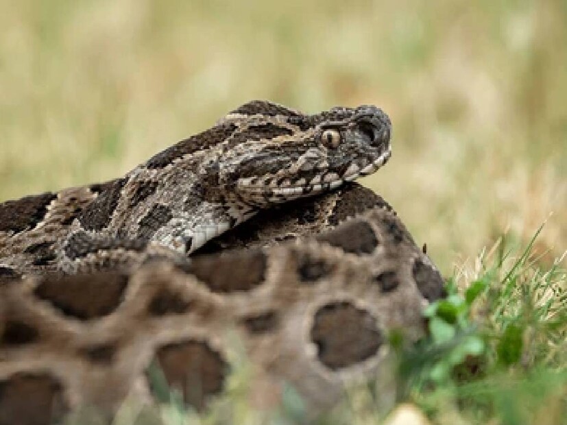  Russell's viper , অর্থাৎ, বাংলায় চন্দ্রবোড়া৷ ভারতে যে সাপের কামড়ে সবচেয়ে বেশি মানুষের মৃত্যু হয়৷ এই সাপও ওভোভিভিপেরাস৷ অর্থাৎ, এই সাপও ডিম পাড়ে না৷ এদের শরীরের ভিতরেই ডিম পরিণত হয় এবং এরা বাচ্চা প্রসব করে৷ 