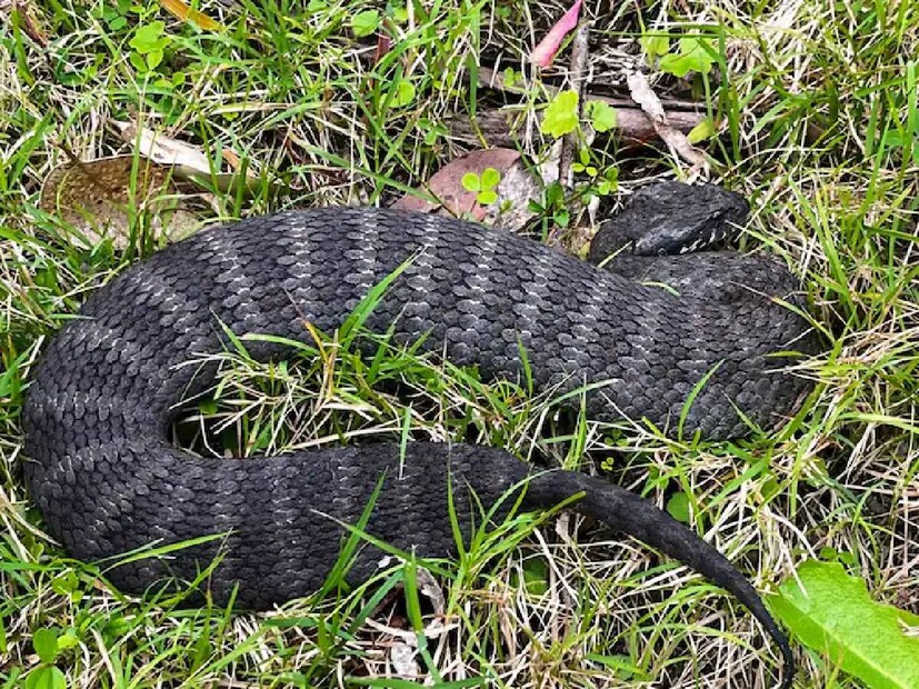 ডেথ অ্যাডার (Death Adder)৷ নামেই বোঝা যায় এগুলি অত্যন্ত বিষাক্ত৷ কিন্তু, আক্রমণাত্মক নয়। পাওয়া যায় অস্ট্রেলিয়ায়৷ এদের লম্বা দাঁত আছে। এরা একবারে ৩০টি বাচ্চা সাপের জন্ম দিতে পারে।