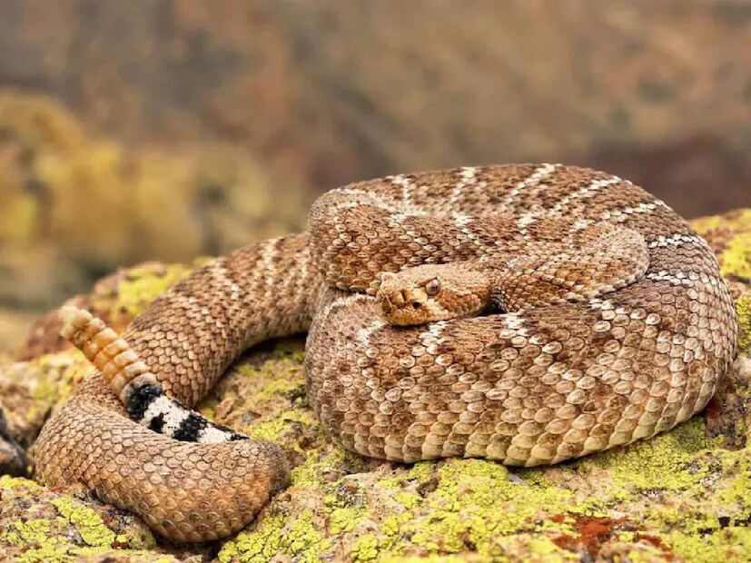 ওয়েস্টার্ন ডায়মন্ডব্যাক র‍্যাটলস্নেক  (Western Diamondback Rattlesnake) বিশ্বের বৃহত্তম র‍্যাটলস্নেকগুলির মধ্যে অন্যতম। এগুলি আমেরিকা ও মেক্সিকোর মরুভূমিতে পাওয়া যায়। এরা সাধারণত একবারে ১০-২০টি সাপের জন্ম দেয়। নিজের শরীরে ৬ মাস তাদের লালনপালন করে।