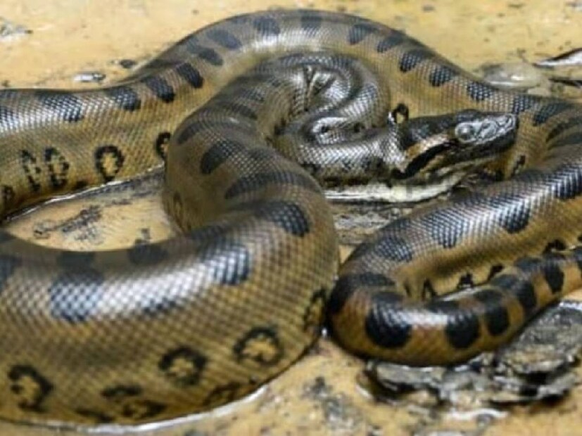 গ্রিন অ্যানাকোন্ডা (Green Anaconda Snake) বিশ্বের বৃহত্তম সাপ। এরা প্রায় ২০ ফুট লম্বা এবং ১৫০ পাউন্ড পর্যন্ত ওজনের হতে পারে। তবে তারা বিষাক্ত নয়। দক্ষিণ আমেরিকায় পাওয়া এই সাপ৷ এরাও ডিম পাড়ে না, বরং জীবিত বাচ্চার জন্ম দেয়।