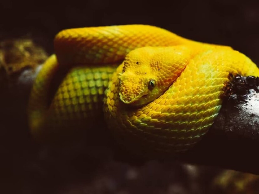 আইল্যাশ ভাইপার স্নেক  (Eyelash Viper Snake) সবচেয়ে সুন্দর প্রজাতির একটি। এগুলি দক্ষিণ এবং মধ্য আমেরিকায় পাওয়া যায়৷ তবে বেশ বিষাক্ত। হলুদ, বাদামি, লাল, সবুজ রঙের এই সাপের বাচ্চারা জন্মের সময় ৭-৮ ইঞ্চি লম্বা হয়।