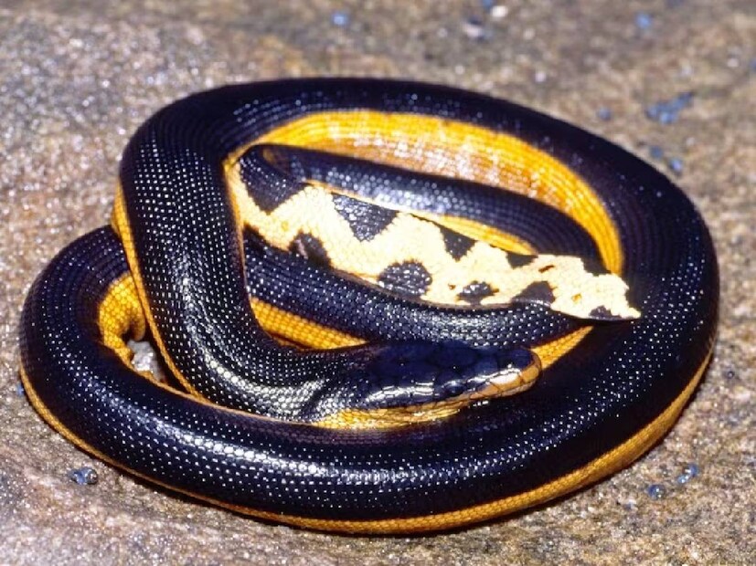 হলুদ পেটের সামুদ্রিক সাপ  (Yellow-bellied Sea Snake) তার জীবনের বেশিরভাগ সময় জলে কাটায়। সমস্ত সামুদ্রিক সাপের মতো এরাও বাচ্চার জন্ম দেয়। মহিলা সাপেরা সন্তান জন্ম দিতে অগভীর জোয়ারের জলাশয়ে যায়। ৬ মাস বাচ্চাদের নিজের শরীরে রাখে। 