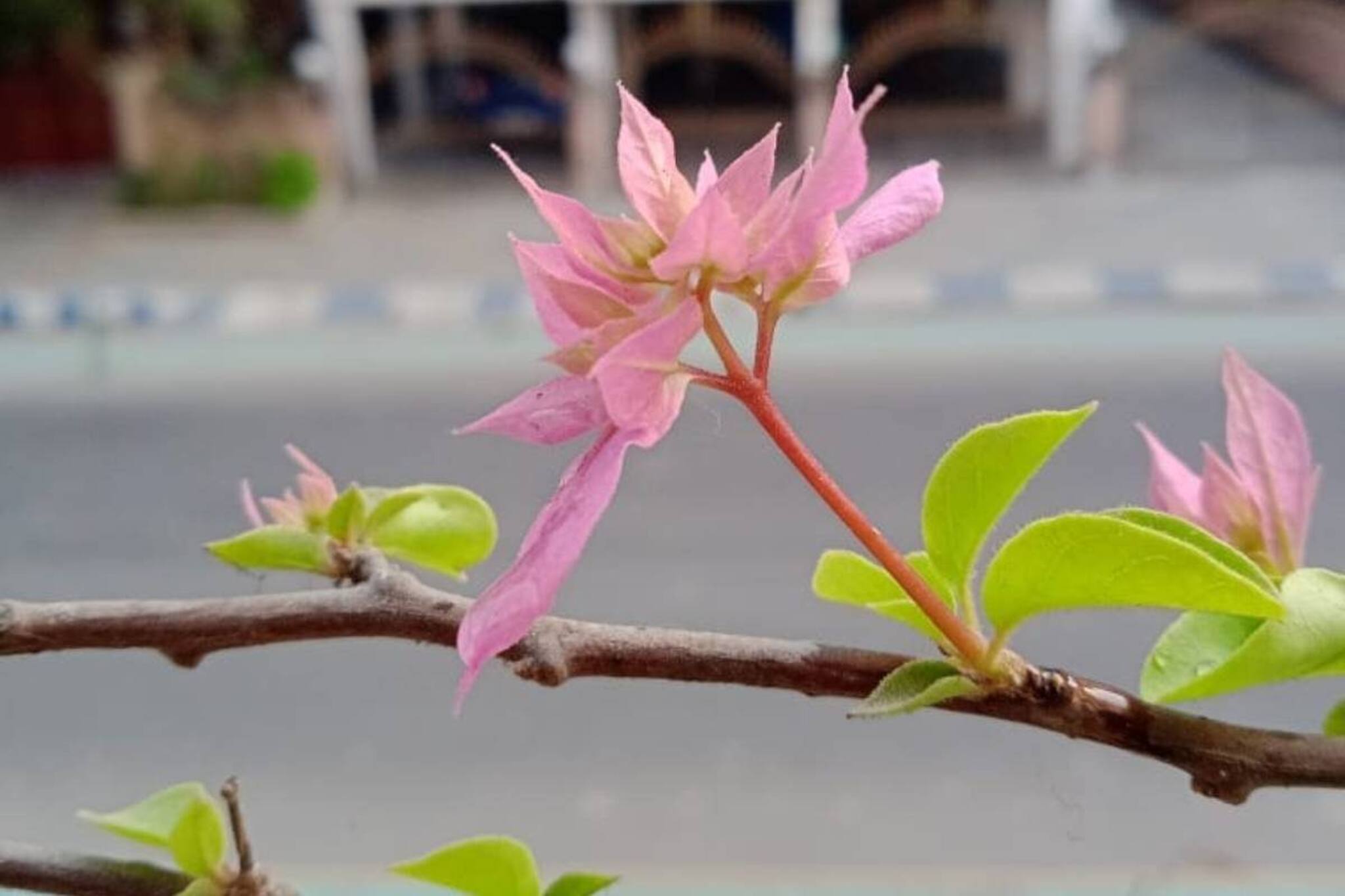 পাহাড়ে বরফ? শহরে ঠান্ডা ফিরবে?নাকি সরস্বতীপুজোর আগেই বসন্ত জাগ্রত দ্বারে? জানুন