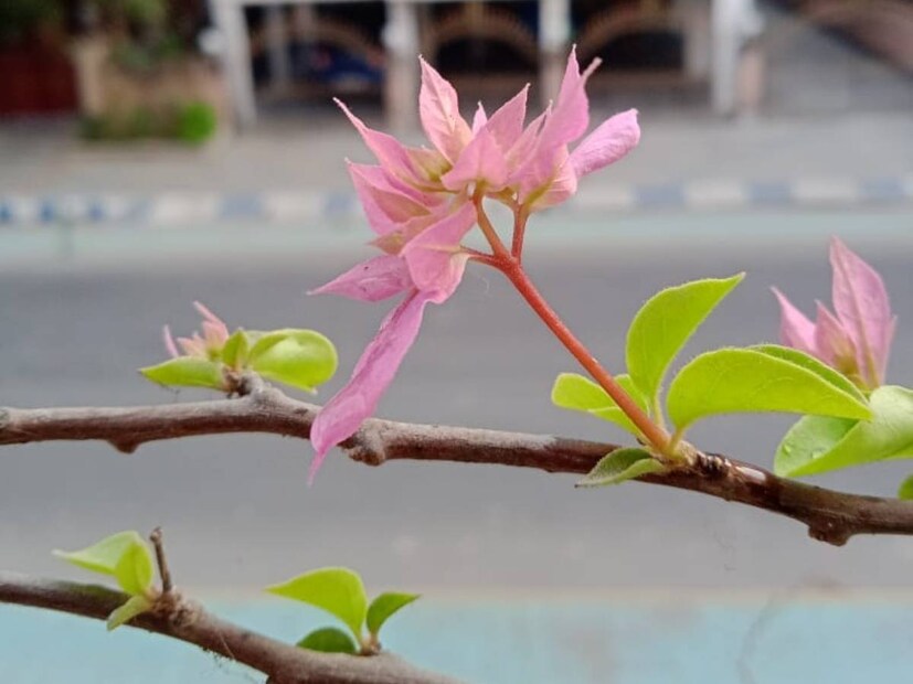এ যেন রাতারাতি ভোলবদল আবহাওয়ার। ছিল রুমাল, হয়ে গেল বিড়াল দশা। ছিল হাড়কাঁপানো ঠান্ডা। তার জায়গায় চলে এলে প্রাক বসন্ত। কলকাতার অবস্থা এখন সেরকমই প্রায়।