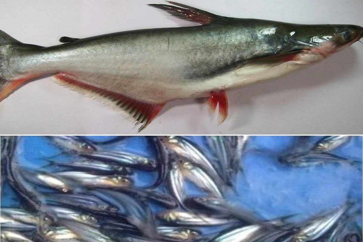 Pankash Fish Fish Health Benefits: ‘সস্তার’ মাছ বলে বাজারে নাক সিঁটকে এড়িয়ে যান ...