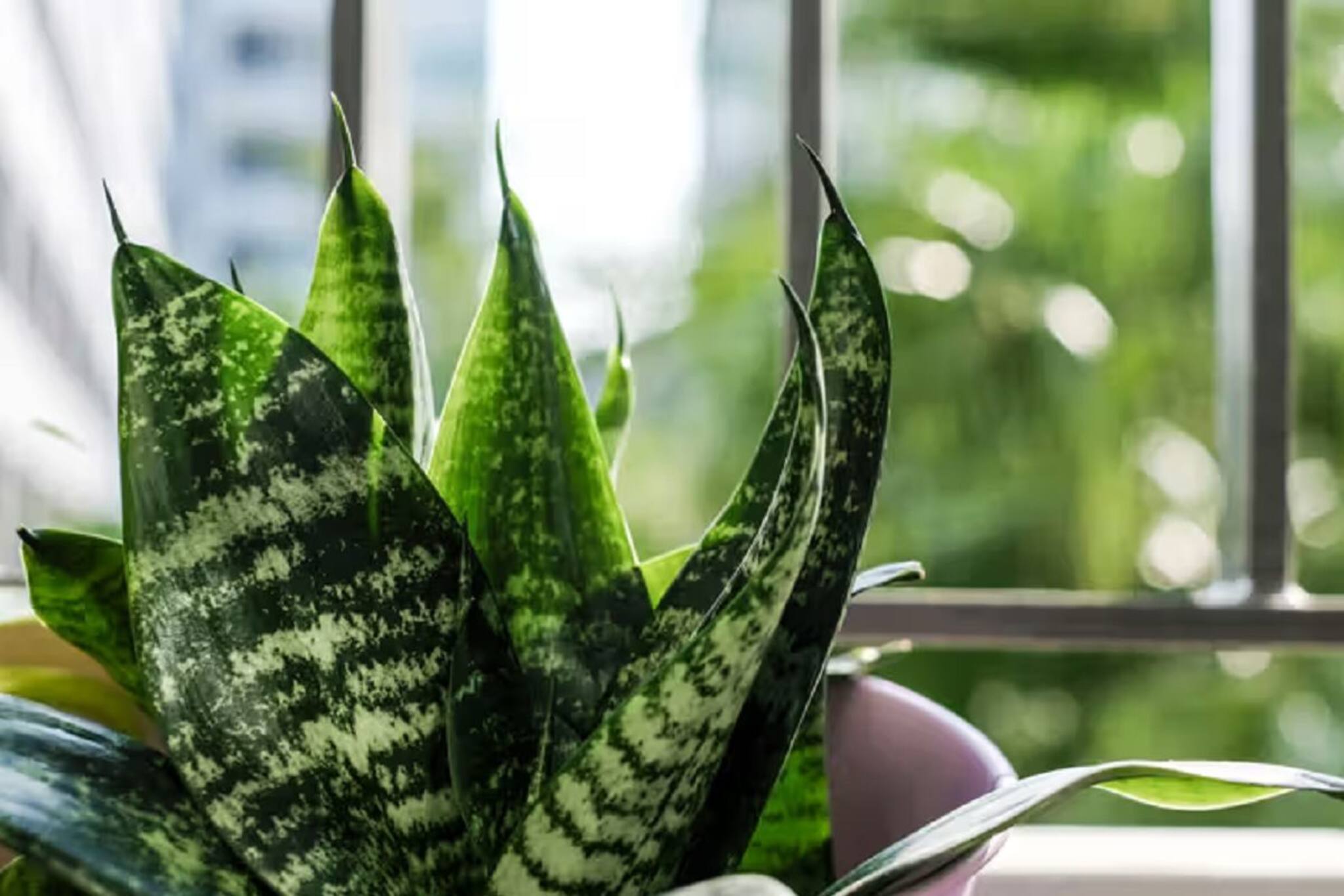 ঘরে রাখুন 'সাপ গাছ', প্রাণভরে নিঃশ্বাস নিতে পারবেন; জীবন বদলে যাবে!