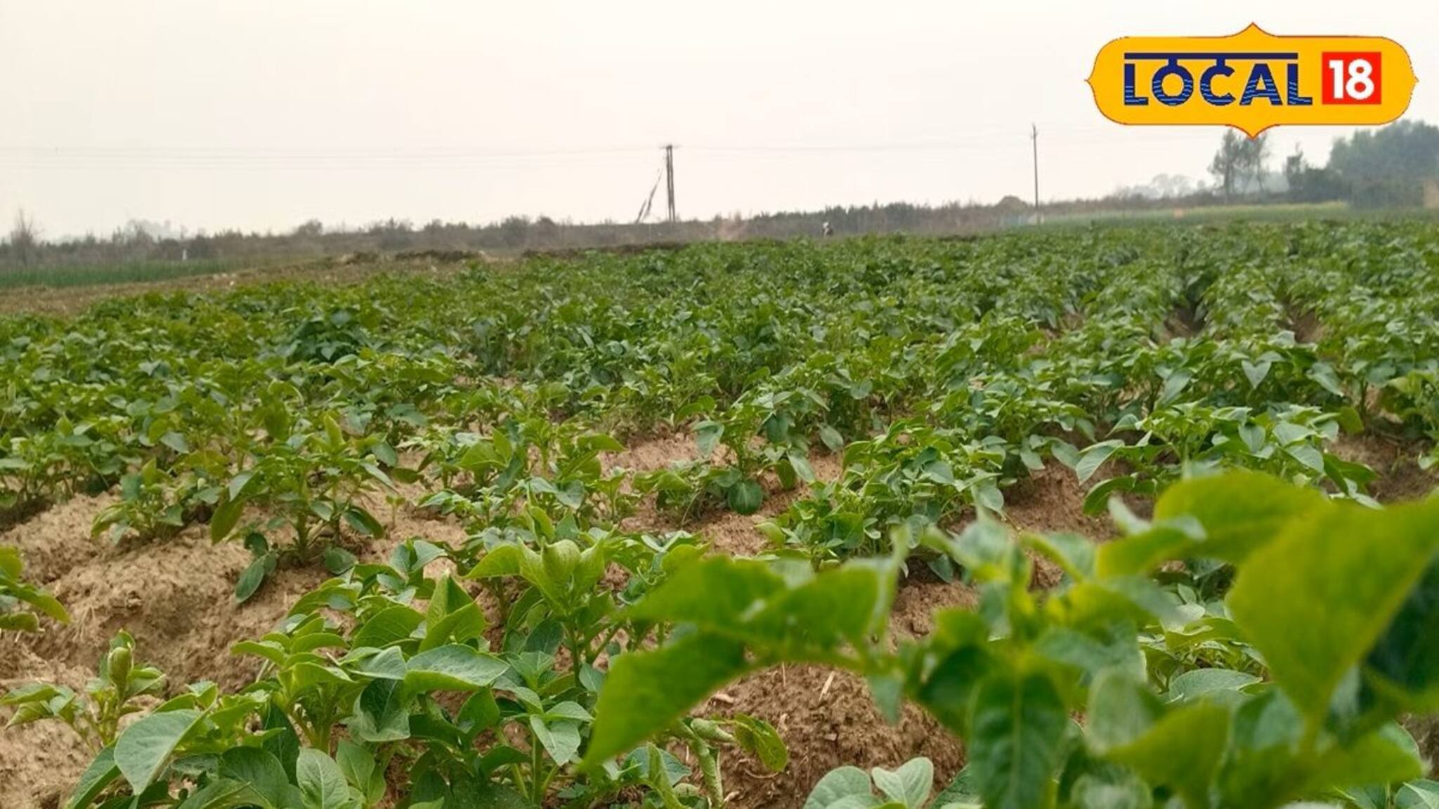 Agriculture News: অসময়ে বৃষ্টির ভ্রুকুটি! এই উপায়ে আলুকে রক্ষা করুন