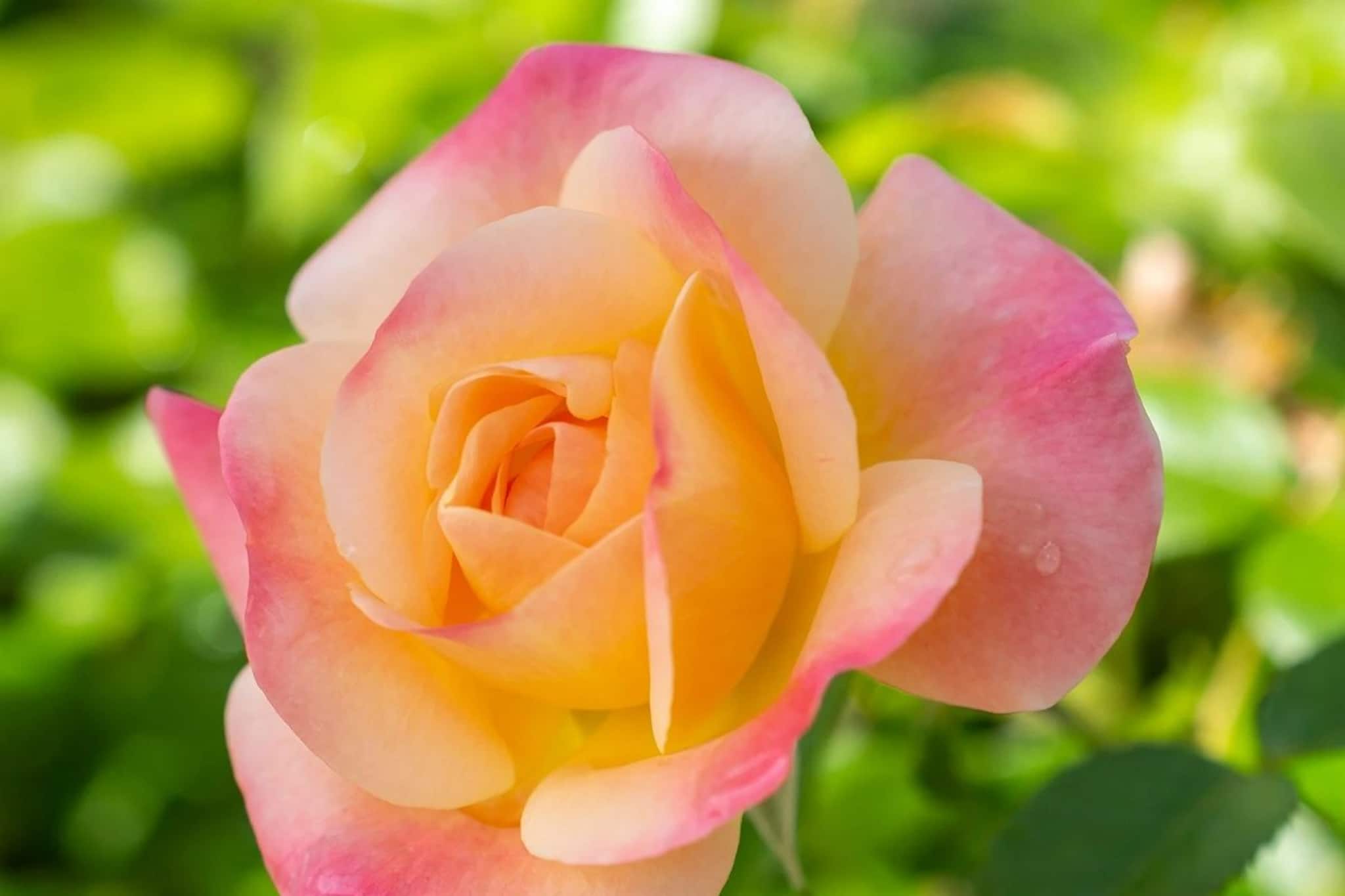 পোকামাকড় ধারে-কাছে ঘেঁষবে না...! এই 'তুক' করলেই চোখ ধাঁধিয়ে দেবে গোলাপ গাছ!