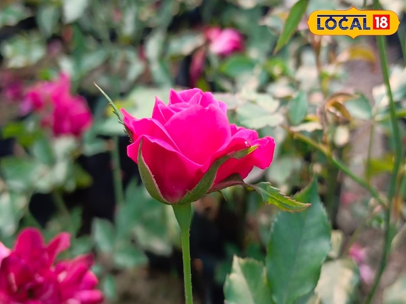 গোলাপ গাছ লাগানোর পর ১৫ দিন অন্তর স্প্রে করা প্রয়োজন। স্প্রে'র মাধ্যমে প্রয়োজনীয় ওষুধ দিতে হবে গাছে। সারা বছর নিয়ম মেনে গোপাল গাছে পরিচর্যা করা।