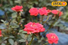 Rose Garden Tips: আপনার গোলাপ বাগান হবে ‘পড়শির ঈর্ষা’ এত্ত এত্ত ফুল গুণে শেষ করা যাবে না, রইল সহজে বাগান করার টিপস