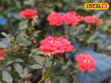 আপনার গোলাপ বাগান হবে ‘পড়শির ঈর্ষা’ এত্ত এত্ত ফুল গুণে শেষ করা যাবে না,রইল টিপস