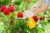Rose Gardening Tips: গরমে গোলাপ গাছ শুকিয়ে কাঠ হচ্ছে? এই ৬ জিনিস 'ধন্বন্তরি'! গোড়ায় দিলেই থোকা থোকা ফুলে ভরবে গাছ, গ্যারান্টি!