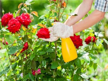 Rose Gardening Tips: গরমে গোলাপ গাছ শুকিয়ে কাঠ হচ্ছে? এই ৬ জিনিস 'ধন্বন্তরি'! গোড়ায় দিলেই থোকা থোকা ফুলে ভরবে গাছ, গ্যারান্টি!