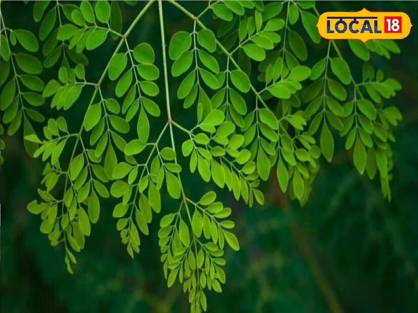 *সজনে পাতার নাম তো আমরা ছোটকাল থেকেই শুনেছি। সজনে খেতে খেতে বড়ও হয়েছি। শুধু সজনের শাক নয়, সজনে ডাটা, সজনে ফুল ও খেয়েছি কম-বেশি সবাই। সজনে পাতার ভর্তা খেয়েছি, আবার শাক খেয়েছি। প্রতিবেদনঃ সৌভিক রায়। সংগৃহীত ছবি।