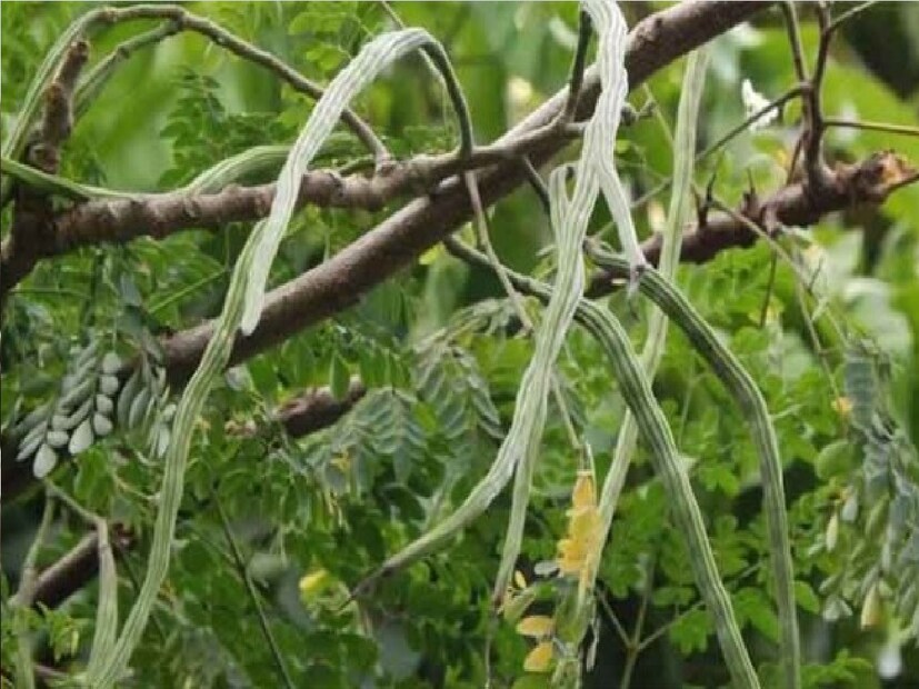 *ফাইবার বা আঁশকে খাদ্যের একটি গুরুত্বপূর্ণ কম্পোনেন্ট হিসেবে চিহ্নিত করা হচ্ছে। প্রত্যেক দিন আপনার খাদ্যতালিকায় যেন পর্যাপ্ত আঁশ থাকে এবং সেই সজনে পাতায় আঁশ আছে ১৮ শতাংশ। সংগৃহীত ছবি।