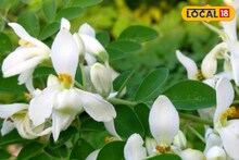 বসন্তের ক'দিনই মেলে এই ফুল, রেঁধে খেলে মারাত্মক বসন্তরোগ থেকে বাঁচবেন! জানুন