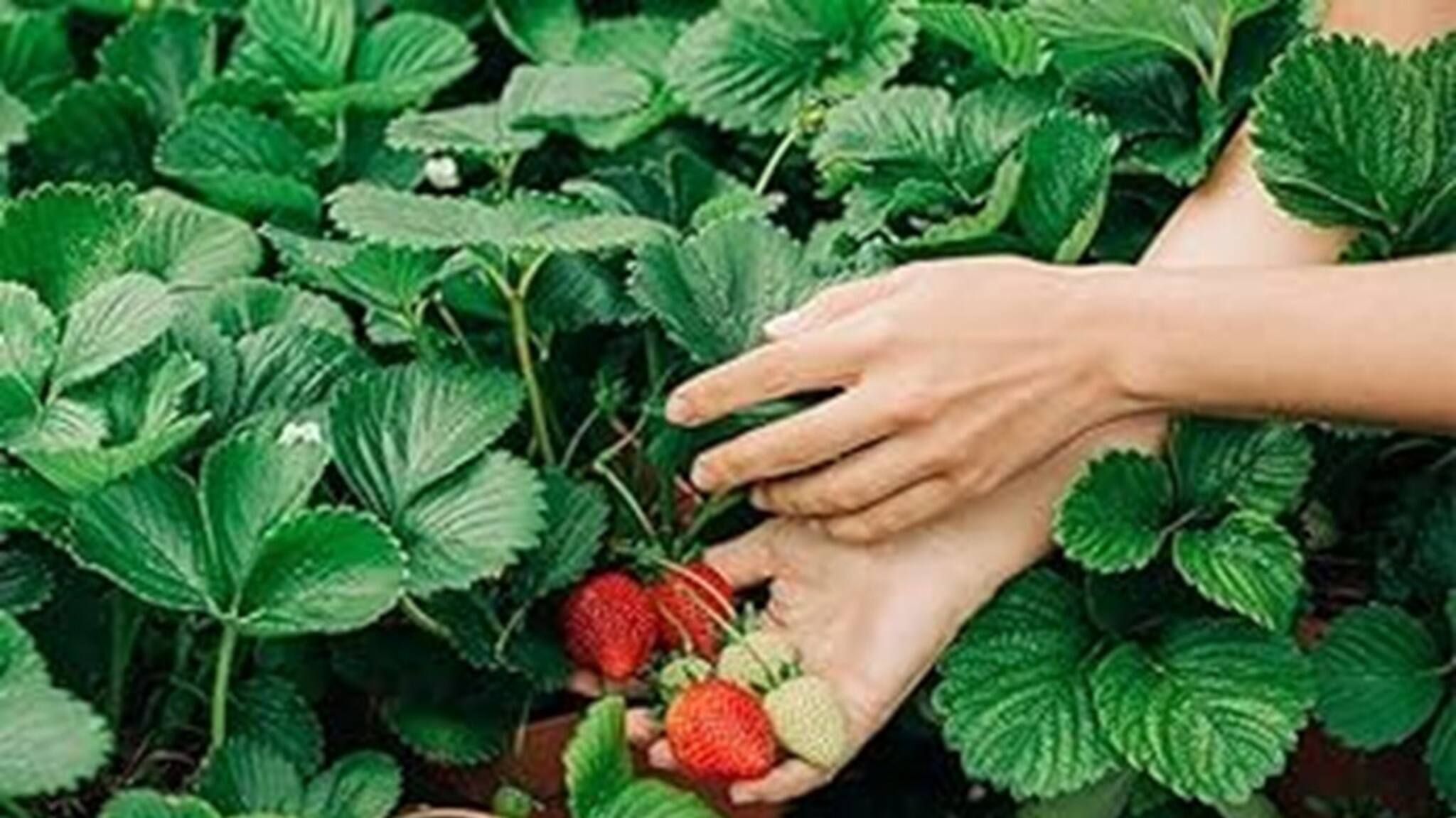 Agriculture News: এই টিপস মেনে ছাদ বাগানে স্ট্রবেরি চাষ করুন, বিপুল আয় হবে