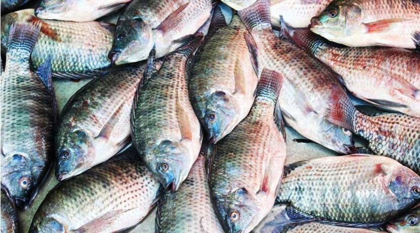 Tilapia Fish Side Effects: পশুর বর্জ্যে পাওয়া সালমোনেলার মতো ব্যাকটেরিয়া জলকে দূষিত করতে পারে এবং খাদ্যবাহিত রোগের ঝুঁকি বাড়াতে পারে।