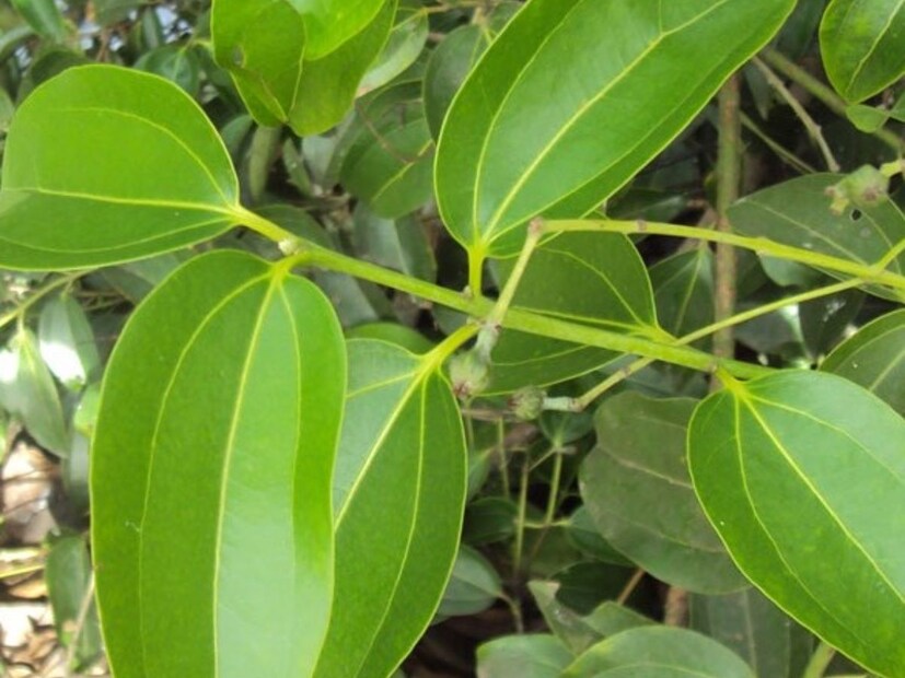 ওয়েবএমডির খবর অনুযায়ী, সাইনাসের সমস‍্যায় ওষুধের মতো কাজ করবে তেজপাতা। সর্দি ভাল করতেও এর জুড়ি মেলা ভার। 