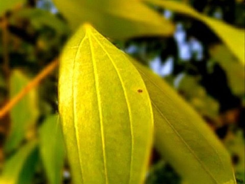 সর্দি-কাশি সাইনাসের পাশাপাশি তেজপাতা ডায়াবেটিসের মতো রোগের ক্ষেত্রেও উপকারী। তেজ পাতায় উপস্থিত অ‍্যান্টি-অক্সিডেন্ট রক্তে কোলেস্টেরলের মাত্রা কমাতে পারে বলেই জানাচ্ছে ওয়েবএমডি। 
