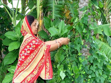ভাল করে চিনুন 'মেডিসিন' পাতা, নাম তোড়নি শাক; এটি খেলে ওষুধের খরচ কমবেই!