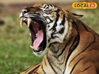 বাঘের সঙ্গে ভয়ঙ্কর লড়াই! শেষরক্ষা হল না...সুন্দরবনের জঙ্গলে মর্মান্তিক কাণ্ড